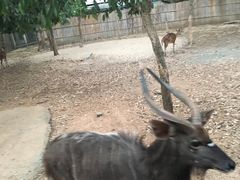 -清迈夜间动物园