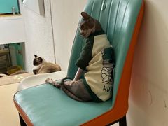 -猫在这儿猫咪咖啡馆·撸猫馆