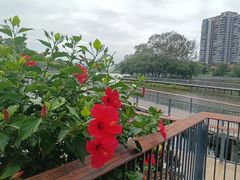 -大屏嶂森林公园