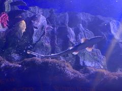-迪拜水族馆及水下动物园