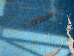 -鸿渡渔庄·特色鸭咀鱼