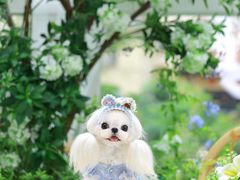 -萌宠之家·腊肠犬·马尔泰·小体犬舍