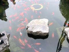 -合肥滨湖国家森林公园