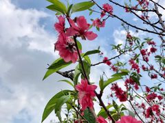 -南国桃园旅游度假区