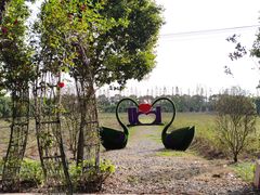 -海上花岛玫瑰园采摘