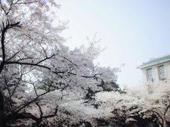 -武汉大学-樱园