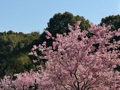 -新江湾城公园