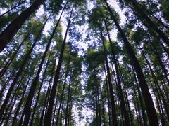 -山王坪喀斯特国家生态公园