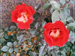 -上海市黄浦区香山中医医院