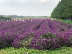 -嘉北郊野公园