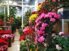 -双季花艺园艺市场(浦东店)