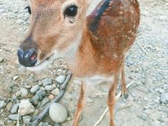 -鹿境梅花鹿生态园区