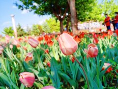 -长春公园(普阳街道)