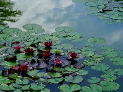 -国家植物园南园