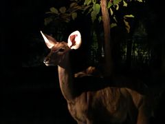 -清迈夜间动物园