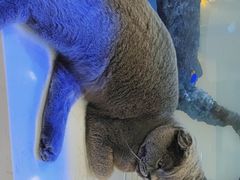 -喵园·猫主题咖啡厅·撸猫·猫咖(国贸店)