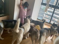 -Husky Go! 哈士奇体验馆·宠物咖啡厅狗咖