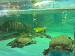 -金迎海鲜酒家(金凤凰广场店)