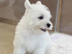 -翊宠yipet猫狗购宠庄园犬舍•猫舍