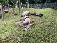 -都江堰中华大熊猫苑