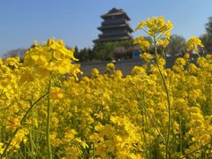 -济南百里黄河风景区