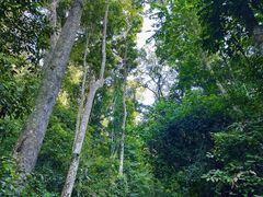 -西双版纳原始森林公园