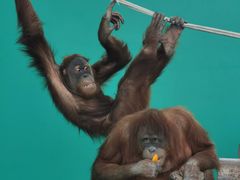 -西霞口神雕山野生动物世界