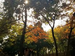 -八大关景区