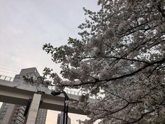 -麦当劳(鲁迅公园店)