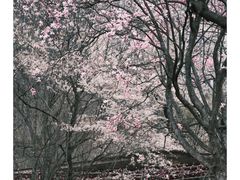-九皇山景区