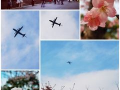 -顾村公园