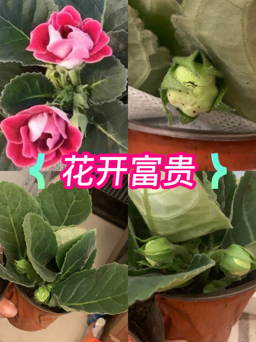 滑杆大花二花图片