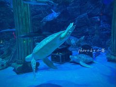 -芜湖新华联大白鲸海洋公园