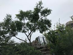 -紫金山山顶公园