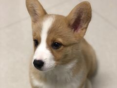 -萌宠之家·腊肠犬·马尔泰·小体犬舍