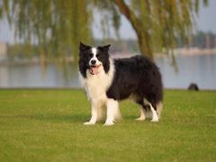 -萌宠之家·腊肠犬·马尔泰·小体犬舍