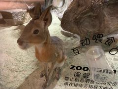 -zoonana室内动物园(东方福来德店)