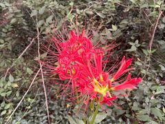 -上海佘山国家森林公园西佘山园