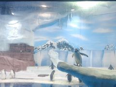 -海合安成都极地海洋公园