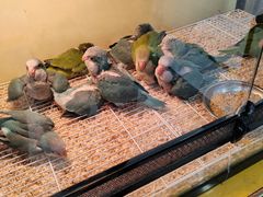 -青石桥花鸟鱼虫市场(叠翠城店)