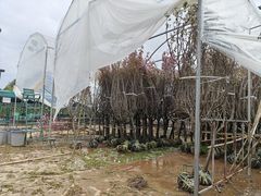 -观澜湖生态运动公社