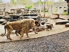 -北京野生动物园