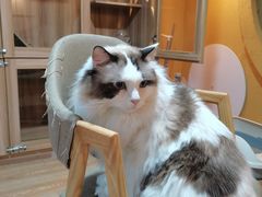 -白兔子密室(长寿路店)