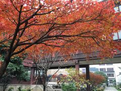 -苏州吴宫泛太平洋酒店