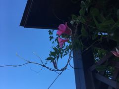 -胡里山炮台
