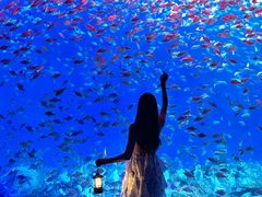 -合肥海洋世界