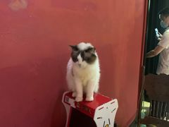 -猫色咖啡·猫咖