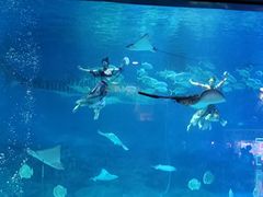 -烟台海昌鲸鲨海洋公园