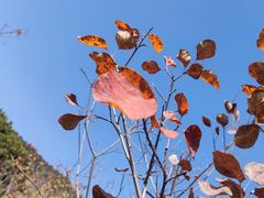 -北京西山国家森林公园