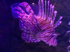 -梦幻海洋王国(吾悦广场张家港店)